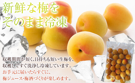 冷凍 紀州南高梅 完熟梅 約2kg L～4Lサイズ混合 ご家庭用
