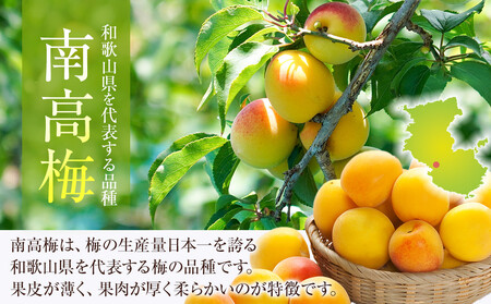 冷凍 紀州南高梅 完熟梅 約5kg L～4Lサイズ混合 ご家庭用