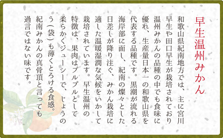 和歌山県産 早生温州みかん 秀品 Mサイズ 3kg [Sn2]