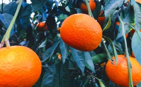 先行予約 初夏の美味 濃厚なつみみかん ご家庭用 ３kg 和歌山県上富田町 ふるさと納税サイト ふるなび