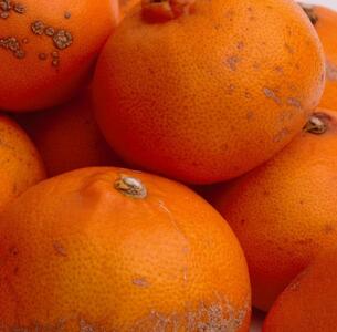 ［先行予約］家庭用 せとか5kg+250g（傷み補償分）［柑橘・春みかんの王様］［わけあり・訳あり］［光センサー選果・食べ頃出荷］［IKE63］