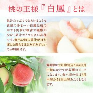 和歌山県産 白鳳 桃 11～16玉入り 訳あり ご家庭用 数量限定［2026年6月下旬以降発送］［MG91］