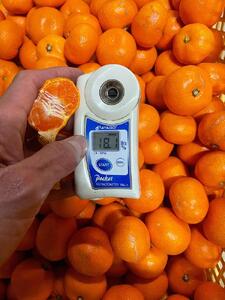 【先行予約】小粒みかん5kg　高糖度！みかんの里！【SmileFruitみかんキング厳選】2025年10月下旬以降順次発送