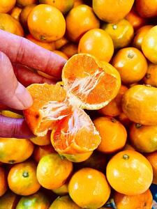 【先行予約】小粒みかん5kg　高糖度！みかんの里！【SmileFruitみかんキング厳選】2025年10月下旬以降順次発送