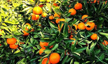 【先行予約】小粒みかん5kg　高糖度！みかんの里！【SmileFruitみかんキング厳選】2025年10月下旬以降順次発送