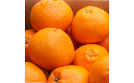 ＜先行予約＞厳選はるみ1kg+250g（傷み補償分）【デコポンの姉妹品種・新食感春みかん】【光センサー選別】＜2月より発送＞ ※北海道・沖縄・離島への配送不可 フルーツ 果物 くだもの 柑橘【ikd141B】