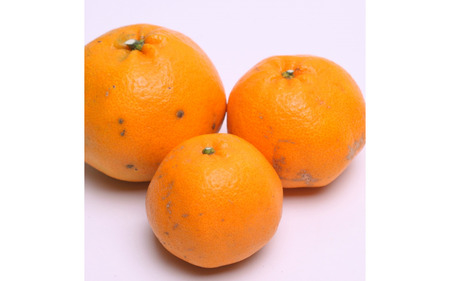 ＜先行予約＞家庭用はるみ1kg+250g（傷み補償分）【デコポンの姉妹品種・新食感春みかん】【光センサー選別】【わけあり・訳あり】＜2月より発送＞※北海道・沖縄・離島への配送不可【ikd142B】