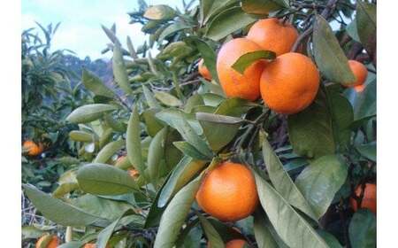 【2026年1月発送】【家庭用】こだわりの有田みかん 約2kg ※北海道・沖縄・離島配送不可 有田みかん 温州みかん 柑橘【nuk159-01】