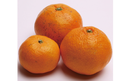 みかん 家庭用有田みかん 2.5kg+250g【ikd173B】