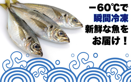 【何が届くかお楽しみ】和歌山県すさみ産 まるっと鮮魚便【3～4匹】一本魚/ 魚介 海鮮 海の幸 魚料理 冷凍 まるごと 新鮮 刺身 和歌山 すさみ町 大容量 【scp122-2】 