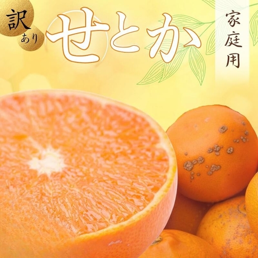 ＜2月より発送＞家庭用 せとか 2.5kg+250g（傷み補償分）【柑橘・春みかんの王様】【わけあり・訳あり】【光センサー選果・食べ頃出荷】【2026年2月中旬より発送】/ みかん くだもの 果物 フルーツ 柑橘 和歌山【ikd236A】