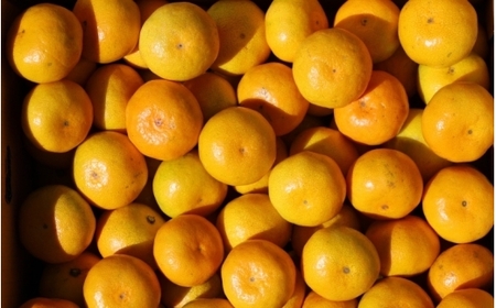 【ご家庭用】手選別 温州みかん 約4.5kg 和歌山県産 2S~2Lサイズ混合※2025年11月上旬～2026年2月中旬ごろに順次発送【mrmt007】 