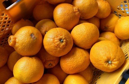 ちょこっと訳あり不知火デコポン 約5kg【nuk120D】