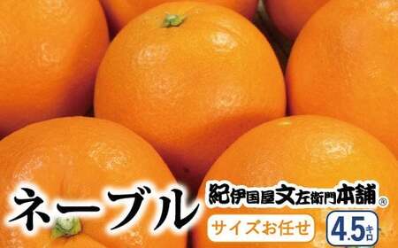 ネーブル 約4.5kg/サイズおまかせ　※2026年1月中旬～2月上旬頃に順次発送予定(お届け日指定不可)　紀伊国屋文左衛門本舗　【sutb431C】 6,930円