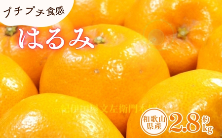 はるみ 約2.8kg/サイズおまかせ　※2026年1月下旬～3月中旬頃に順次発送予定(お届け日指定不可)　紀伊国屋文左衛門本舗　【sutb461B】