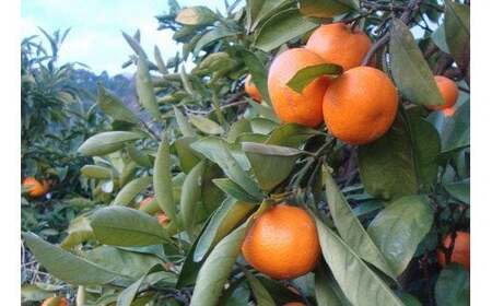 【農家直送】有田みかん 約10kg 大玉3L以上 有機質肥料100% 2025年12月初旬~1月中旬に順次発送(お届け日指定不可)【nuk139F】