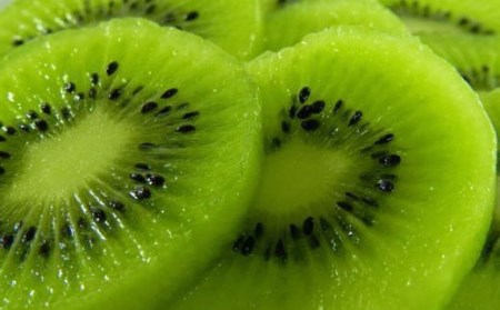 和歌山の下津で採れたキウイフルーツ約3.6kg（玉数おまかせ・秀品）★2026年1月中旬～2026年3月上旬頃より順次発送 / キウイ キウイフルーツ 果物 くだもの 和歌山【tec502B】