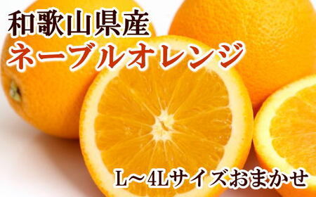 【濃厚】和歌山県産ネーブルオレンジ15玉～27玉（L～4Lサイズおまかせ）【tec918】