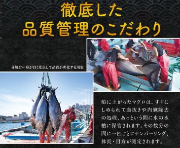 【2月発送】本マグロ（養殖）トロ＆赤身セット 500g まぐろ 刺身 鮪 本鮪 クロマグロ 赤身 中とろ 【nks110_cp-2】