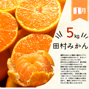 【3か月定期便】人気のみかんを集めた!旬の柑橘定期便 / 定期便 みかん 果物 柑橘 フルーツ オレンジ ミカン 和歌山 有田みかん【tkb111】