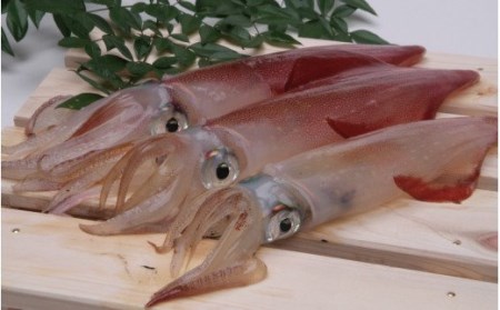 すさみの熟成イカ 食べ比べセット アカイカ3 5匹 約350 400g スルメイカ2 3匹 約500g前後 いか 烏賊 刺身 ゲソ 冷凍 Gyg132 和歌山県すさみ町 ふるさと納税サイト ふるなび