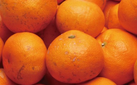 家庭用　越冬完熟みかん4.5kg+135g（傷み補償分）【ハウスみかん】【わけあり・訳あり】【光センサー選別】【ikd027】 