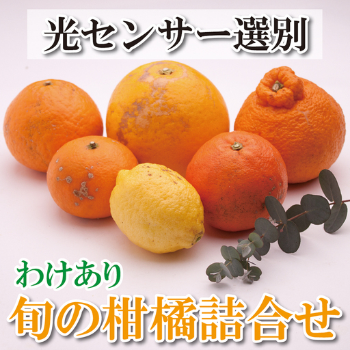 ＜1月より発送＞家庭用 柑橘詰合せ 2.5kg+250g（傷み補償分）【訳あり・わけあり】【有田の春みかん詰め合わせ・フルーツ詰め合せ・オレンジつめあわせ】【光センサー選別】/ 和歌山 みかん 果物 フルーツ オレンジ おすすめ【ikd041C】