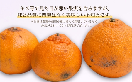 【先行予約】家庭用不知火2.5kg+250g(傷み補償分)【デコポンと同品種】【わけあり・訳あり】【しらぬひみかん・しらぬい】【光センサー選別】/ みかん 不知火 デコポン 和歌山 フルーツ 果物 くだもの 柑橘 【ikd053D】