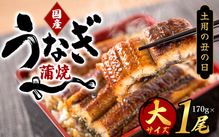 【土用の丑の日までにお届け！】国産 大型サイズ ふっくら柔らか 国産うなぎ蒲焼き 1尾 約2人前 化粧箱入 先行予約 国産 うなぎ ウナギ 鰻 蒲焼 土用の丑の日 丑の日 【uot714A-dy】