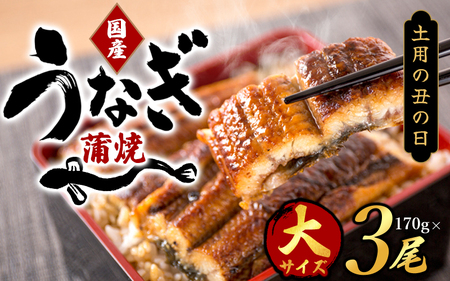 【土用の丑の日までにお届け！】国産 大型サイズ ふっくら柔らか 国産うなぎ蒲焼き 3尾 化粧箱入 先行予約 国産 うなぎ ウナギ 鰻 蒲焼 土用の丑の日 丑の日 【uot303A-dy】