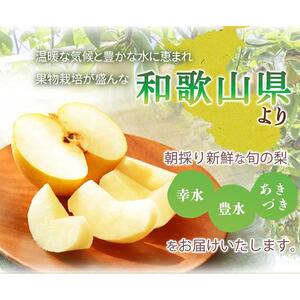 梨 3玉 化粧箱入 紀州和歌山 かつらぎ産［2026年8月中旬以降発送予定］［UT98］