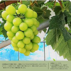 シャインマスカット 約1kg　紀州和歌山 かつらぎ産［2026年8月下旬以降発送予定］［UT118］