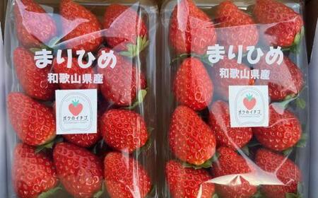 和歌山県産ブランドいちご「まりひめ」約300g×2パック入り★2026年1月中旬ごろより順次発送［TM90］