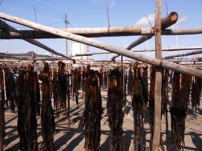 紀州衣奈産乾燥わかめ 150g×2パック（2026年産）［SL9］わかめ