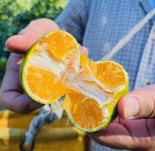 ［先行予約］特選 青切り有田みかん 3kg ［2026年9月中旬より発送］［MS21］