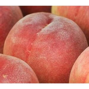 ［先行予約］和歌山の厳選白桃 約0.75kg［白鳳・清水白桃・川中島・もも・はくとう］［化粧箱入り］［IKE15］