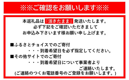 【12月末まで限定寄付額】【年内発送可】【訳あり】天然 活 伊勢海老 約2kg( 5~10尾 大きさ 不揃い )南紀黒潮イセエビ 年末年始 お正月 お届け可| 期間限定 漁師直送 海鮮 海老 とれたて 人気