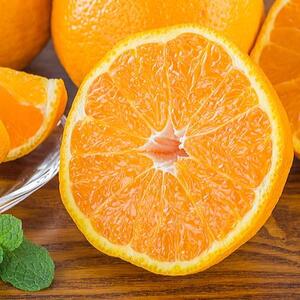 和歌山有田の濃厚大玉デコポン 12～15玉 約5kg［先行予約］［MS79］