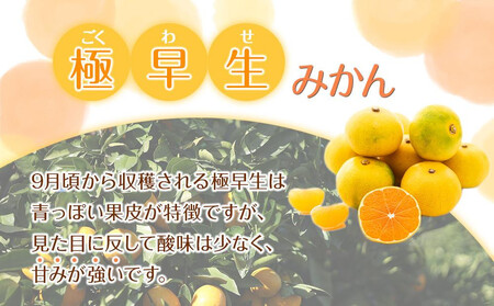 訳あり 森本農園の手選別 極早生みかん 8kg 和歌山県産 2S~2Lサイズ混合 ［北海道・沖縄・離島配送不可］［RN5］［2026年10月上旬から順次発送］