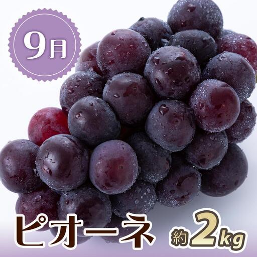 【2・7・9月 全3回】紀州和歌山産旬のフルーツセット（いちご・桃・ピオーネ）【UT95】