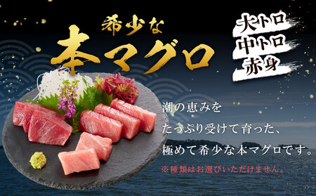 本マグロ トロ+赤身セット 500g | 【年末年始お届け可能】大トロ 中トロ 鮪 刺身 寿司 お正月