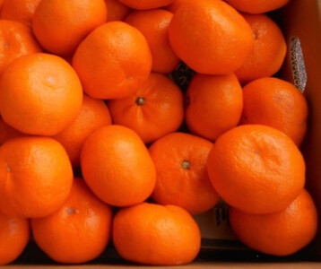 紀州有田みかん 約10kg 2Lサイズ(大玉) ［SL44］