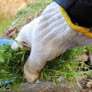 お墓掃除+仏花1対