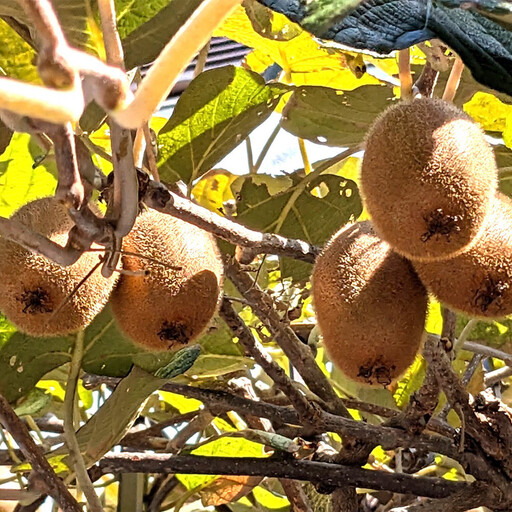 ［先行予約］ 和歌山県産キウイフルーツ約2kg サイズ混合 ★2026年11月下旬頃より順次発送 ［TM225］