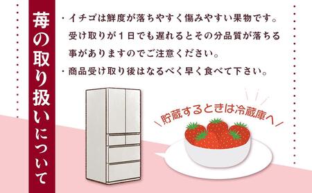 【2026年2月中旬より発送】いちご まりひめ 4パック入り いちご