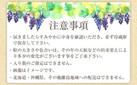 【新鮮・産直】和歌山かつらぎ町産たねなしピオーネ約2kg★2025年8月中旬頃より順次発送【TM164】