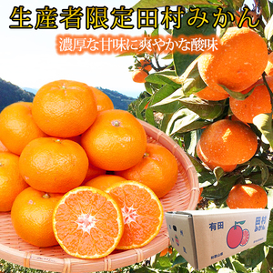 高級ブランド田村みかん 5kg