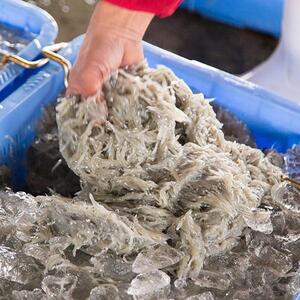 紀州湯浅湾直送！特選　茹でたて 釜揚げしらす　木箱　1kg　【冷凍】