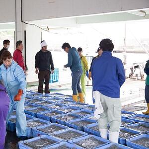 紀州湯浅湾直送！特選　茹でたて 釜揚げしらす　木箱　1kg　【冷凍】