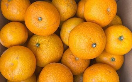 ［産直］和歌山由良町産の木成り熟成八朔訳ありご家庭用約10kg（サイズ混合）★2026年3月中旬頃より順次発送［TM134］